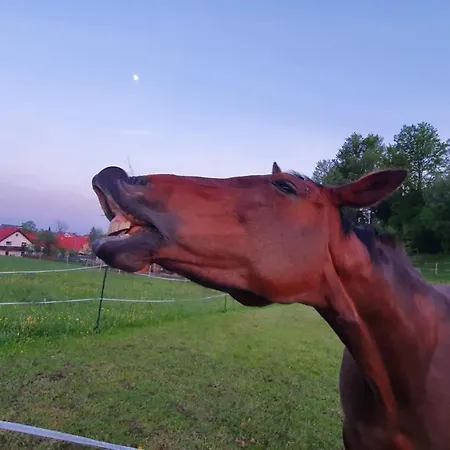 Apartmán Black Forest Schwarzwaldperle *