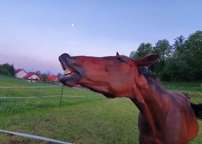 Appartement Black Forest Schwarzwaldperle *